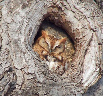 Screeech owl - John Galluzzo pic