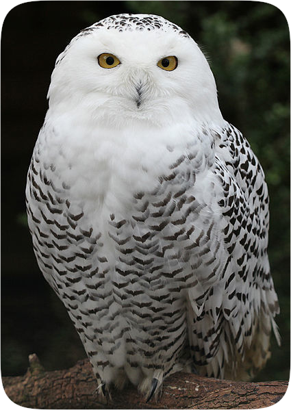 Snowy Owl