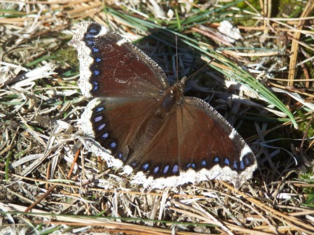 Mourning Cloak