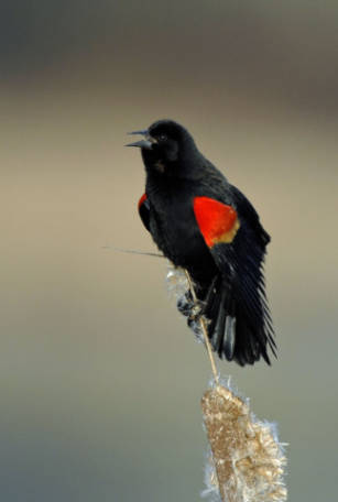 RWBB - USFWS