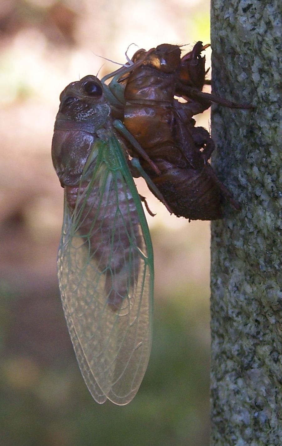 Cicada