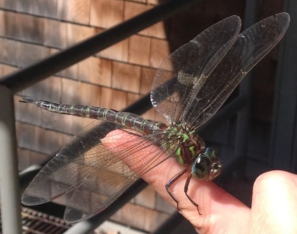 Green-lined darner3