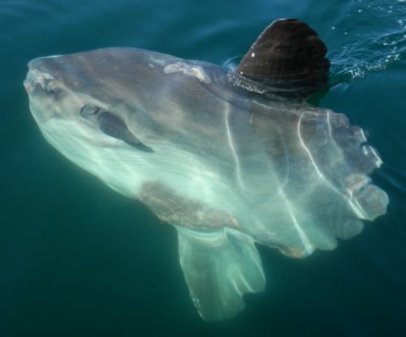 MolaMola2