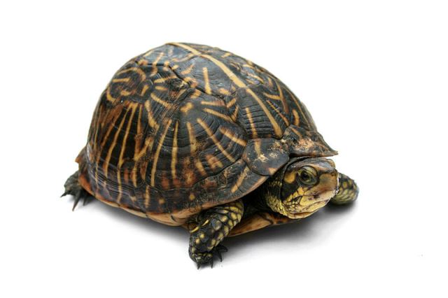 Box turtle