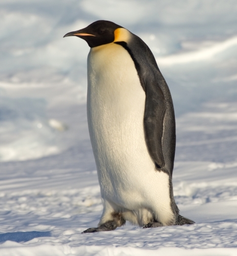 Emperor_Penguin_Manchot_empereur
