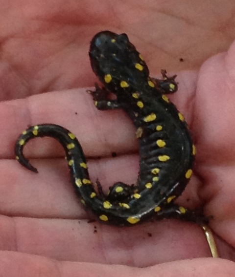 spotted salamander