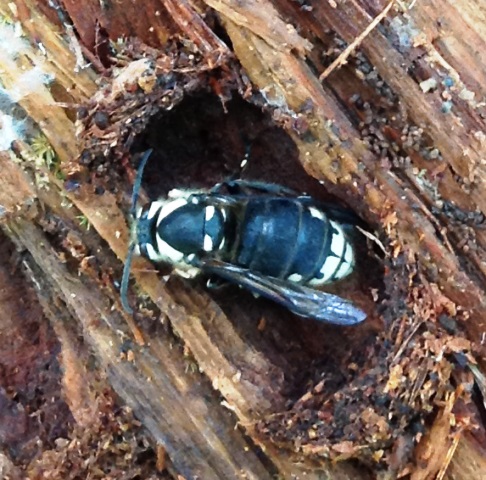 SSNSC - Bald-faced Hornet