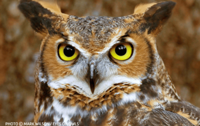 EYES ON OWLS
